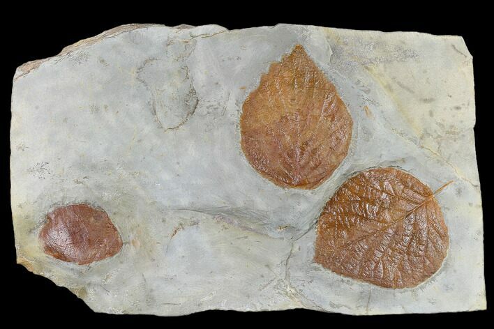 Three Fossil Leaves (Zizyphoides & Davidia) - Montana #115253